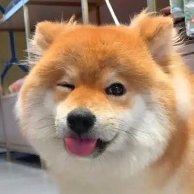 用了一辈子都不换的超萌狗狗头像 治愈系微笑萌宠头像男女都能用_动物