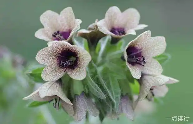 全球十大毒花排行榜 世界上最妖娆最毒的花_排行榜