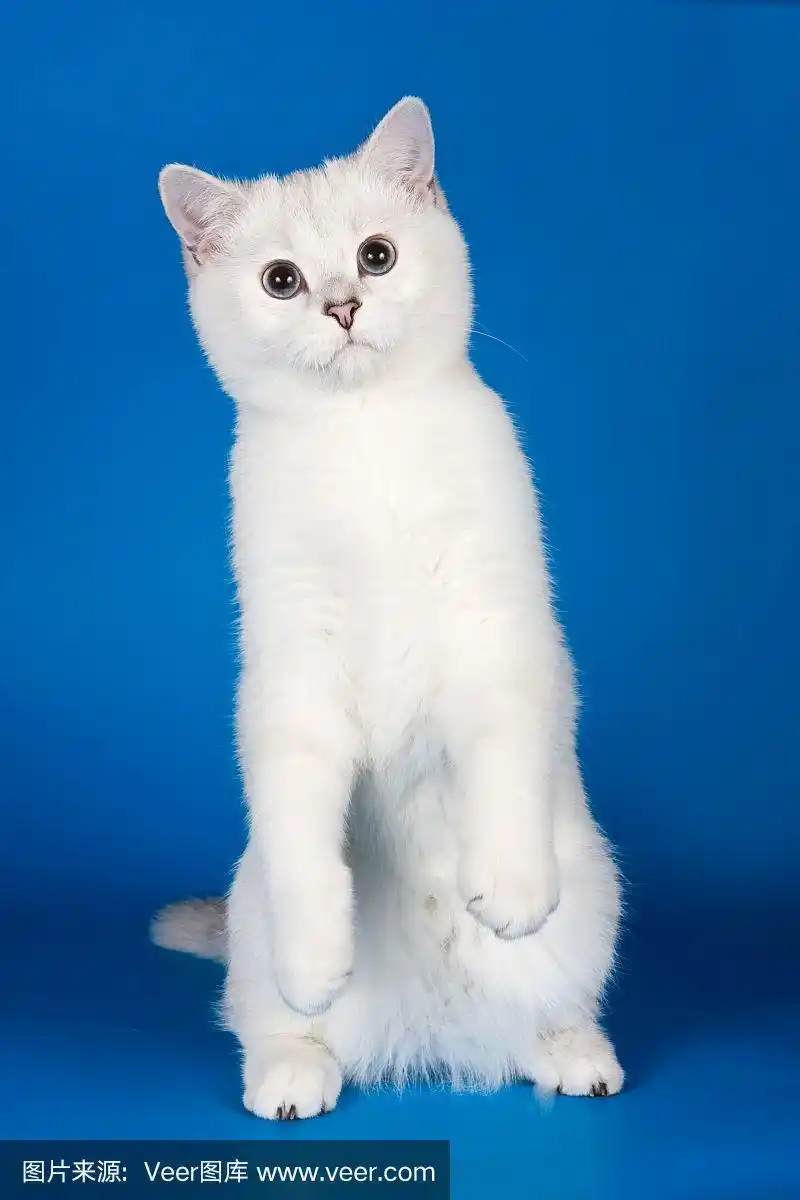 蓝色背景上的白毛猫