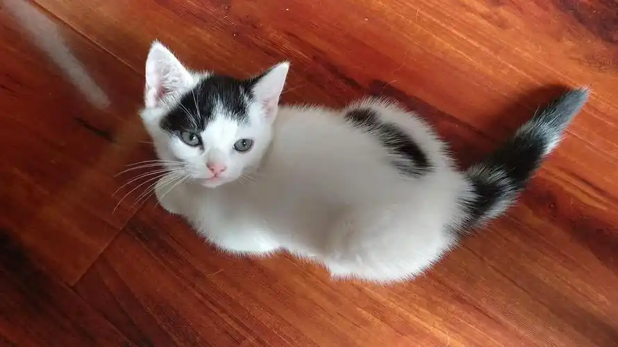 美短高白净梵小妹妹,诚心找爱家收养,小偿私聊.