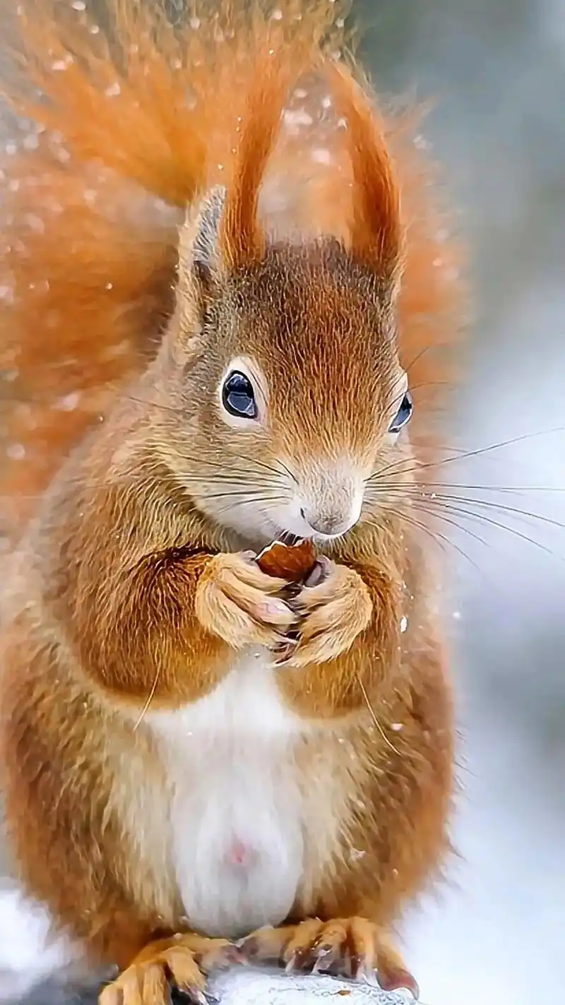 可爱的小松鼠#手机壁纸#萌宠壁纸 - 抖音