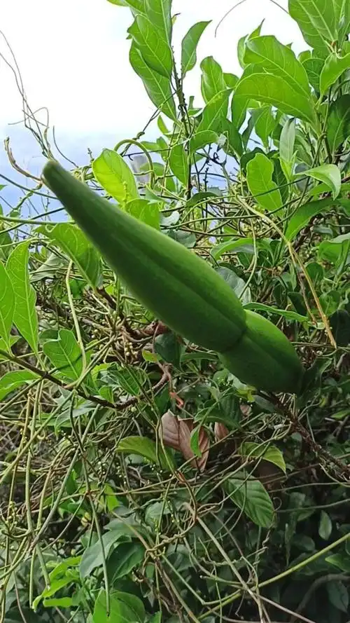 别名:羊角纽,羊角藤,倒钓笔,羊角扭,羊角藕,断肠草