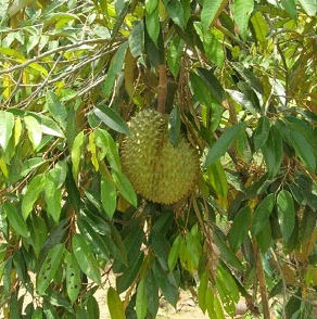 看看我这是不是榴莲树叶