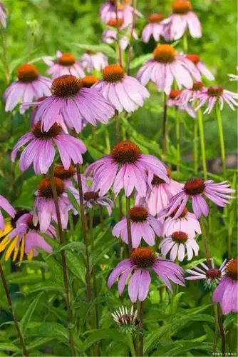 花世界赏花丨松果菊