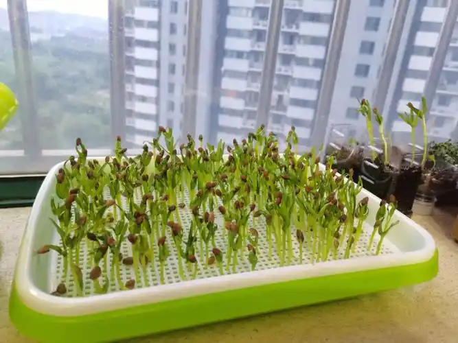 水培空心菜‖收获!