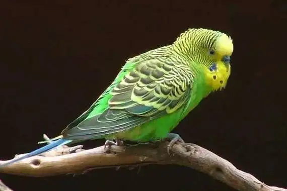 虎皮鹦鹉怎么分公母?