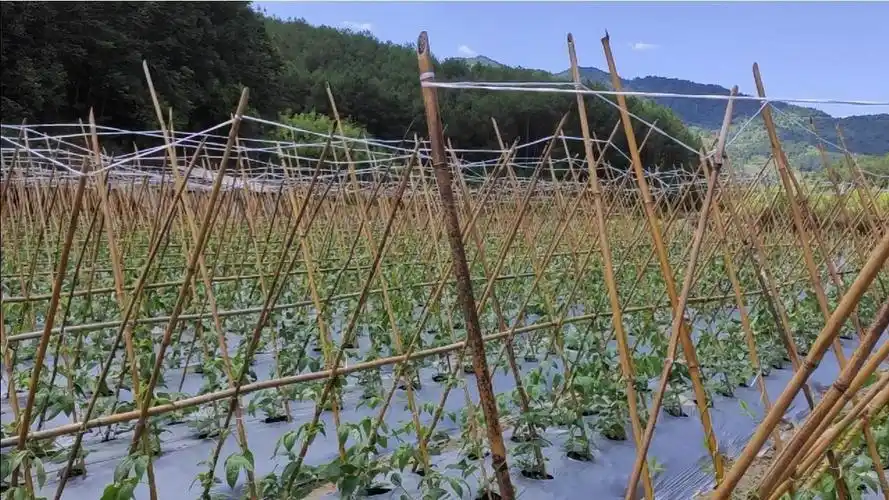 豆角秧这样搭架子您见过吗?方法简单,高产又结实