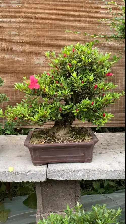 进口皋月杜鹃花盆景