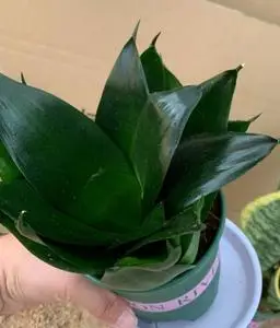 虎皮兰稀有品种吸甲醛净化空气防辐射哈尼黑金刚碧玉无痕室内绿植