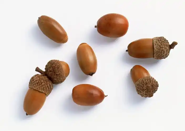 橡子图片干果坚果橡子