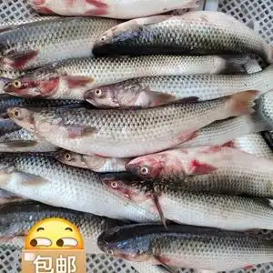 【乌头野生】乌头野生品牌,价格 - 阿里巴巴