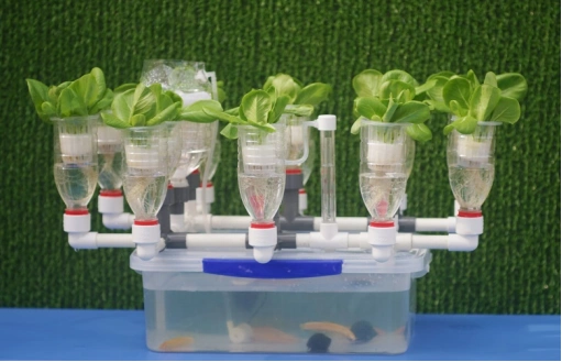 亮点特色鱼菜共生潮汐装置是一种新型的生态系统,通过巧妙的设计,即是