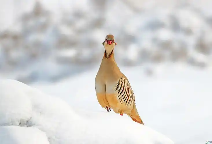 大石鸡贺获鸟类精华