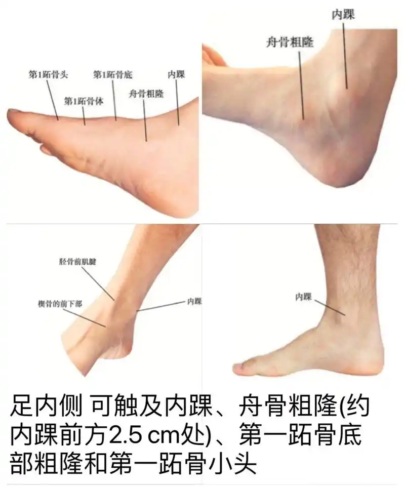 学习解剖真人图解/足内侧