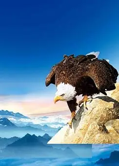 励志雄鹰展翅背景素材psdjpg雄鹰展翅海蓝色背景psdjpg创意大气励志