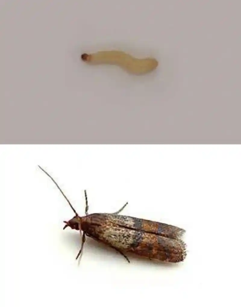 米蛾幼虫以家里面的面粉,大米,干面条,还有一些坚果为食物,如果发现