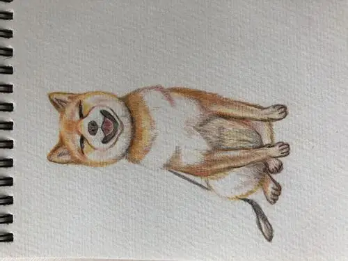 彩铅画小柴犬