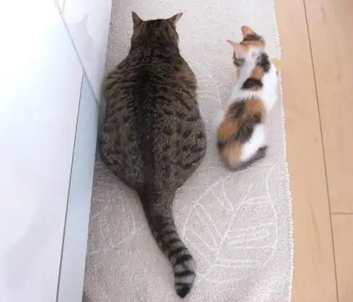 为了激励自家胖猫减肥,主人找来一只瘦猫作伴!