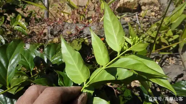 这种开黄色小花的叫断肠草,千万别当金银花采回来