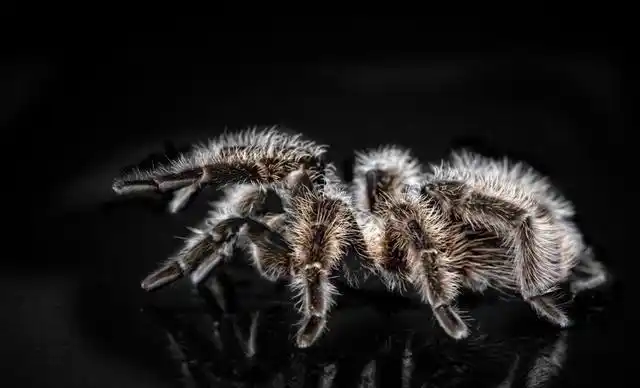 恐怖有毒的蜘蛛双鞭将协助拍摄