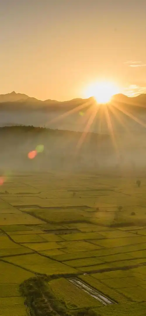 美丽的金色的田野,太阳光线,雾,早晨 iphone 壁纸