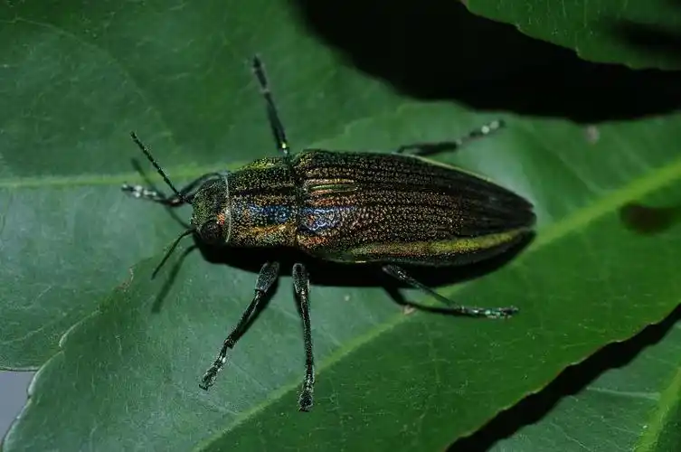 路易士吉丁虫chrysodema lewisii saunders, 1873