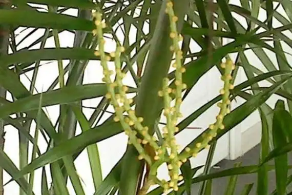 凤尾竹开花吗凤尾竹开花有什么兆头寓意风水角度