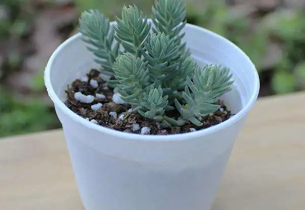 塔松- 热门商品专区