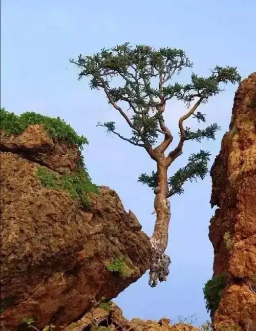 植物的生命力有多顽强##成长选修课