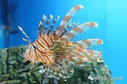 狮子鱼snailfish