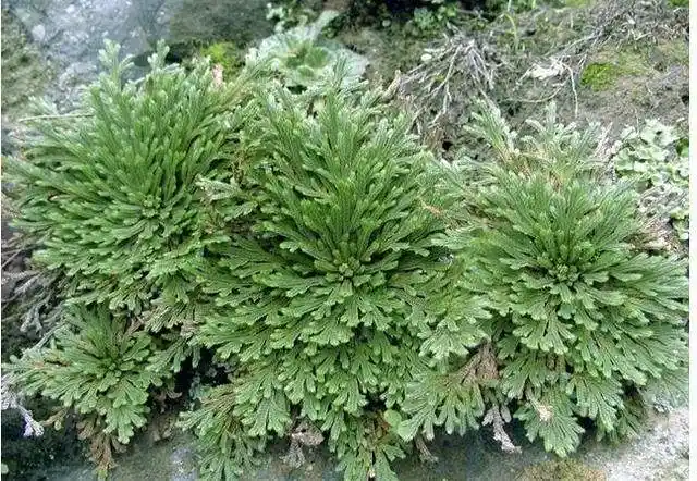 原创悬崖上一种还魂草挖回家养盆里2年长成盆景很值钱