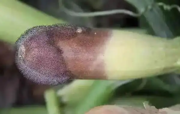 西葫芦灰霉病的防治方法