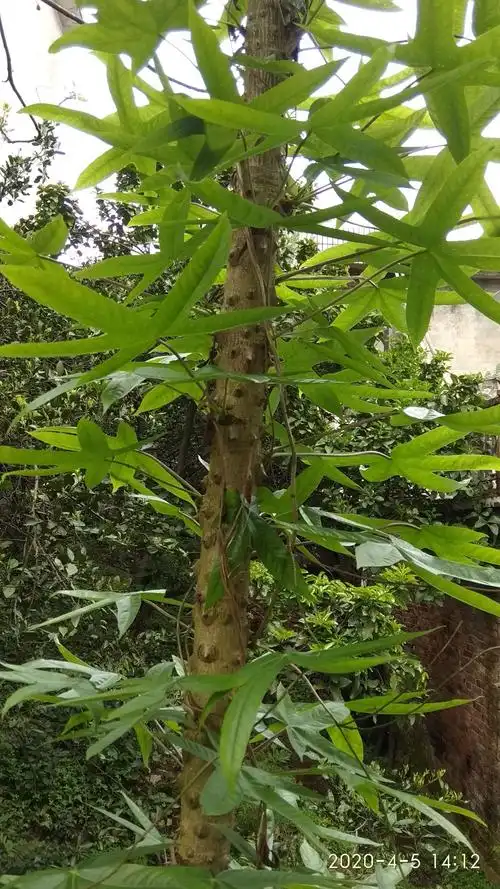 刺楸   五加科刺楸属