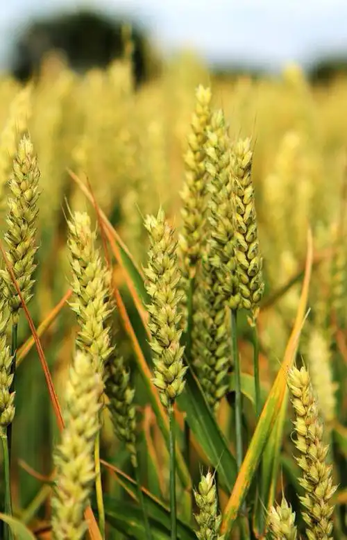 【自然馈赠】小麦