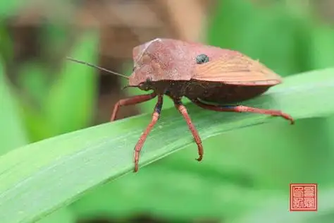 椿象有多少种类