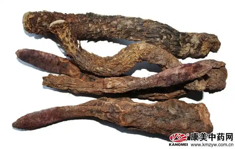 肉苁蓉的真假鉴别