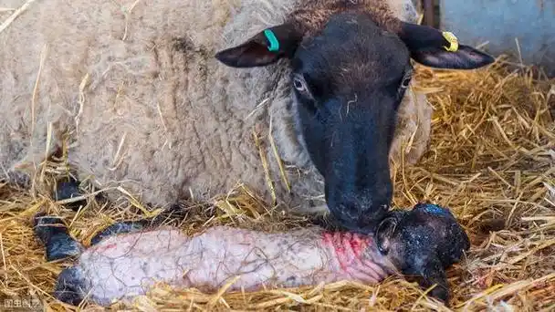 如何防治母羊流产预防母羊流产用什么药好