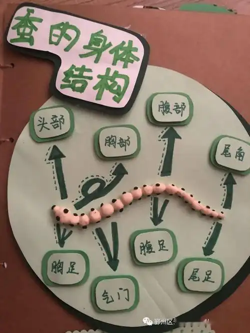 也通过孩子们的讨论和我们一起查资料后知道了蚕宝宝的身体结构等小