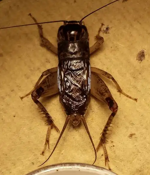 蟋蟀论坛 - 中蟀网 - powered by discuz!