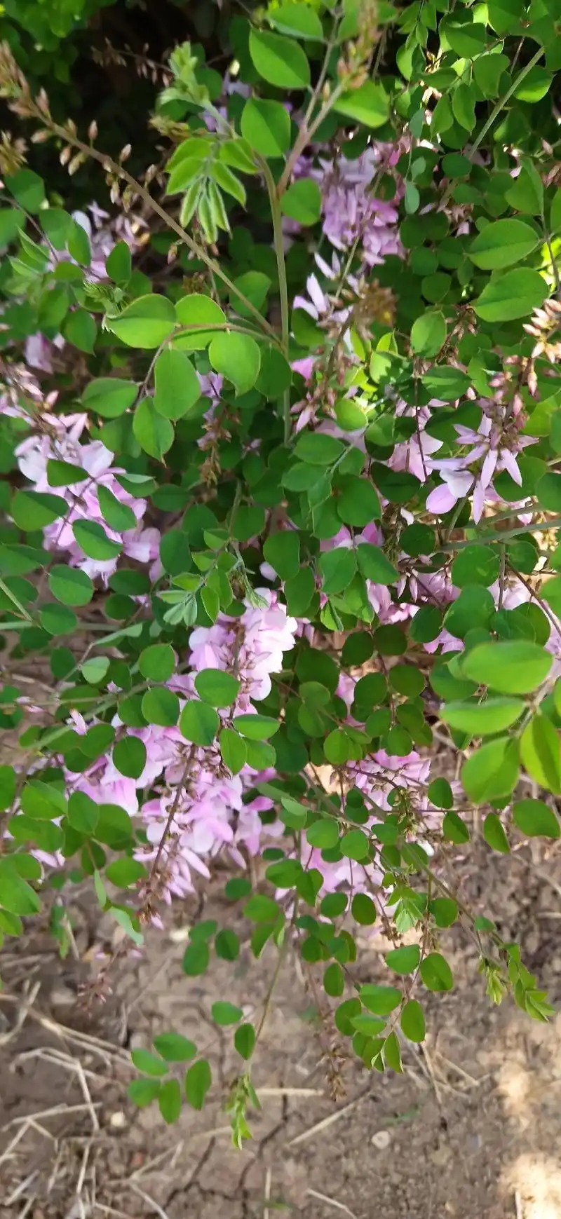 山槐花.和一般槐树不同,这是山里独有的一种 - 抖音