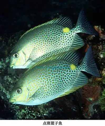 p>点斑篮子鱼, i>siganus guttatus /i> (bloch, 1787),为 a href="