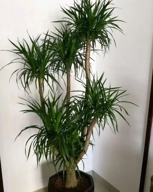 养龙血树,学会"1招",一盆变两盆,呼呼冒侧芽