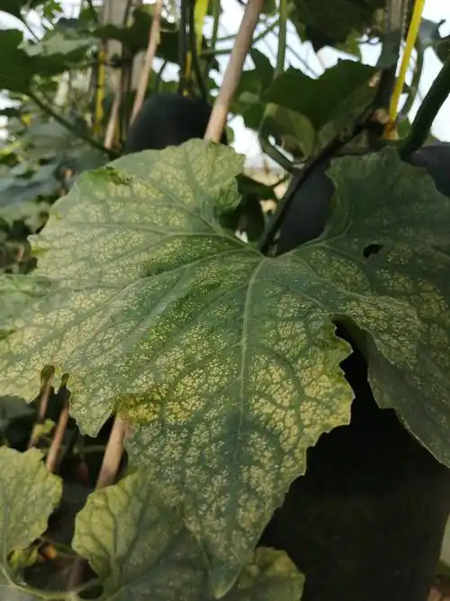 老师你好帮忙看看这个冬瓜叶子是什么病