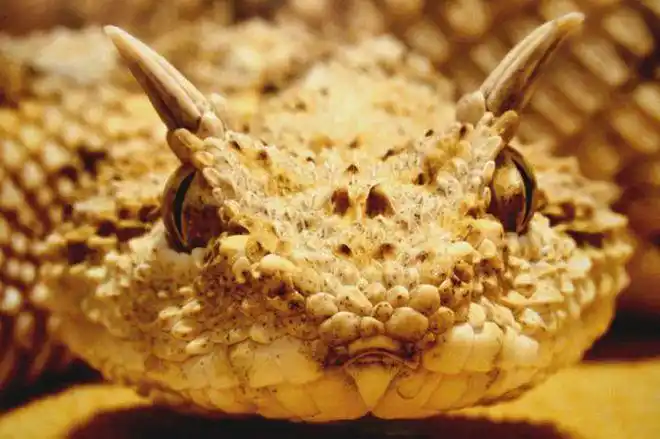 全球唯一头上长角的蛇向前移动全靠浪这是要成龙吗