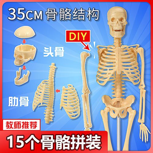人体骨骼模型骨架结构全身3d可拆卸拼装儿童医学迷你小型骷髅玩具