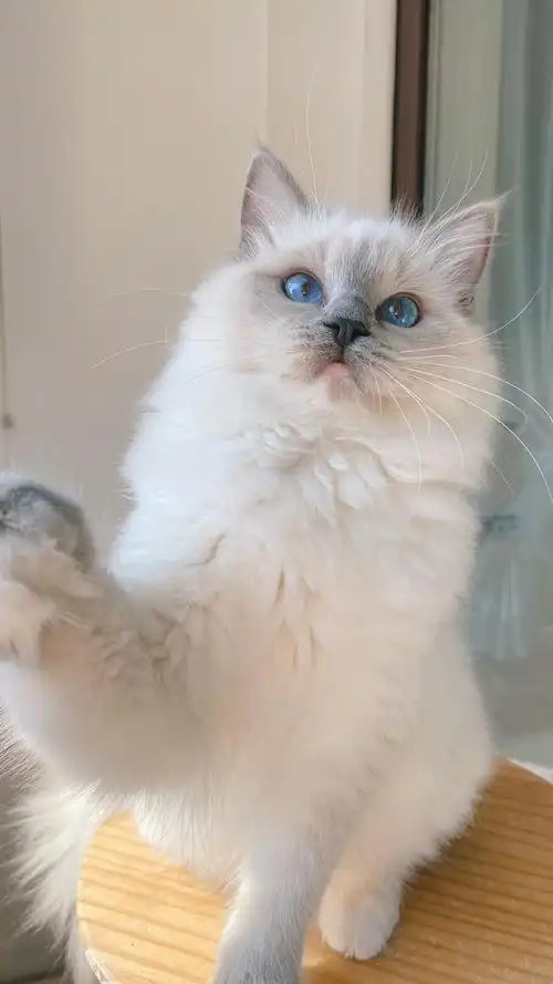 手套色布偶有偿领养