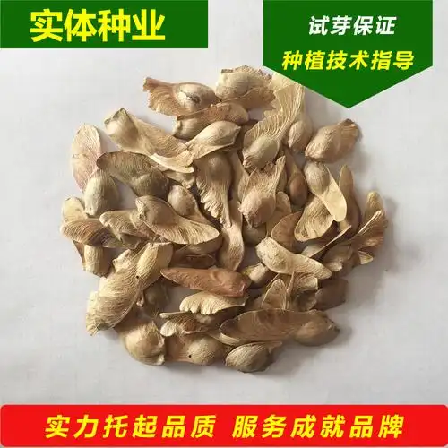 批发 五角枫种子 优良枫树小苗 东北建圃用绿化苗木种子 量大从优