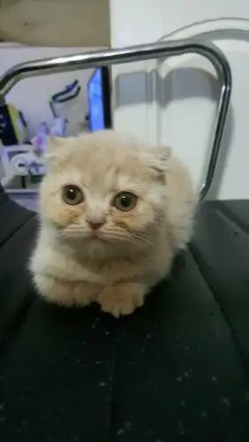 蓝白英短乳色折耳转让