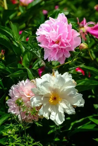 【广陵芍药赛牡丹】