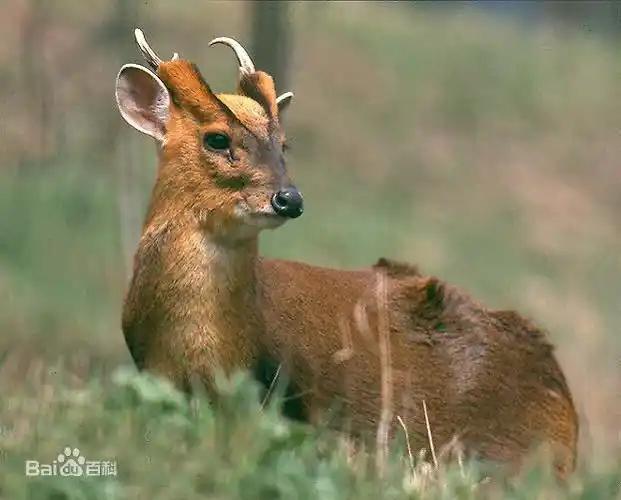 黄猄是国家几级保护动物,黄猄属于几级保护动物(两人非法狩猎黄麂)